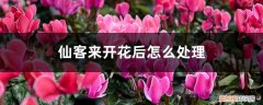仙客来开完花以后怎么处理 仙客来开花后怎么处理