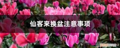 仙客来怎么换盆,仙客来换盆注意事项 仙客来换盆注意事项