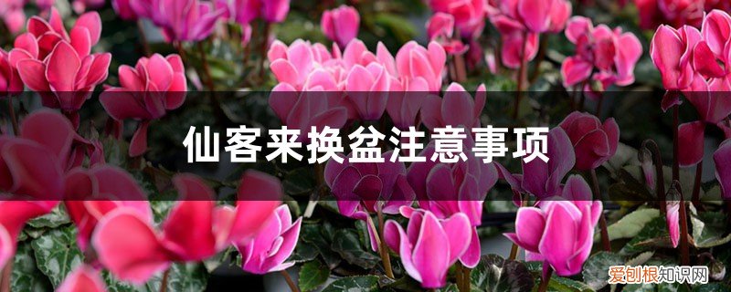 仙客来怎么换盆,仙客来换盆注意事项 仙客来换盆注意事项