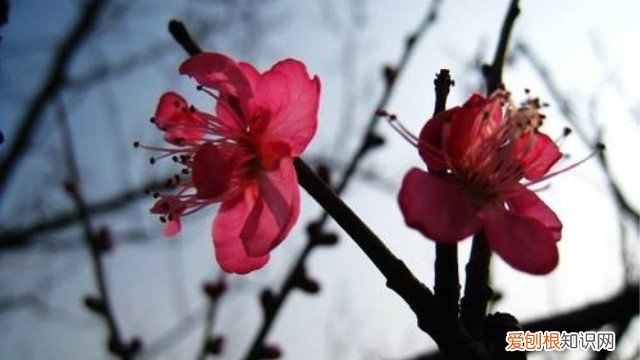 朱砂梅怎么栽 朱砂梅怎么养