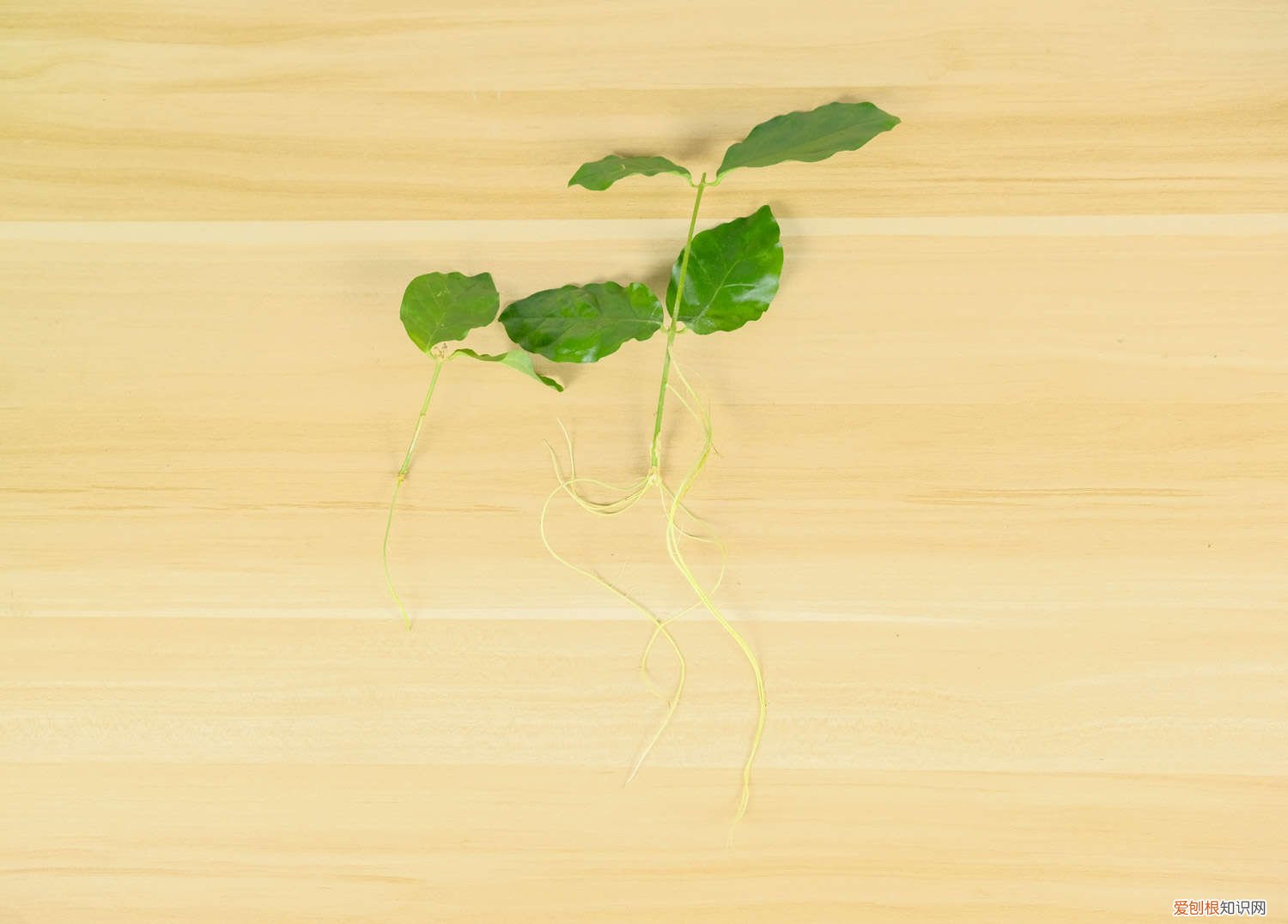 茉莉花怎么多发枝 茉莉茶花…拉根枝压土里，1盆秒变10盆，开花量惊人！