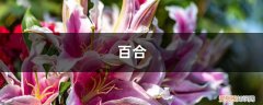 水仙种球到手后,这样处理,轻松开花多,株型美! 百合水仙…天热叶子全掉光，把盆移这儿