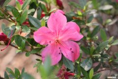 杜鹃花冬天怎么养好 杜鹃花冬天怎么养