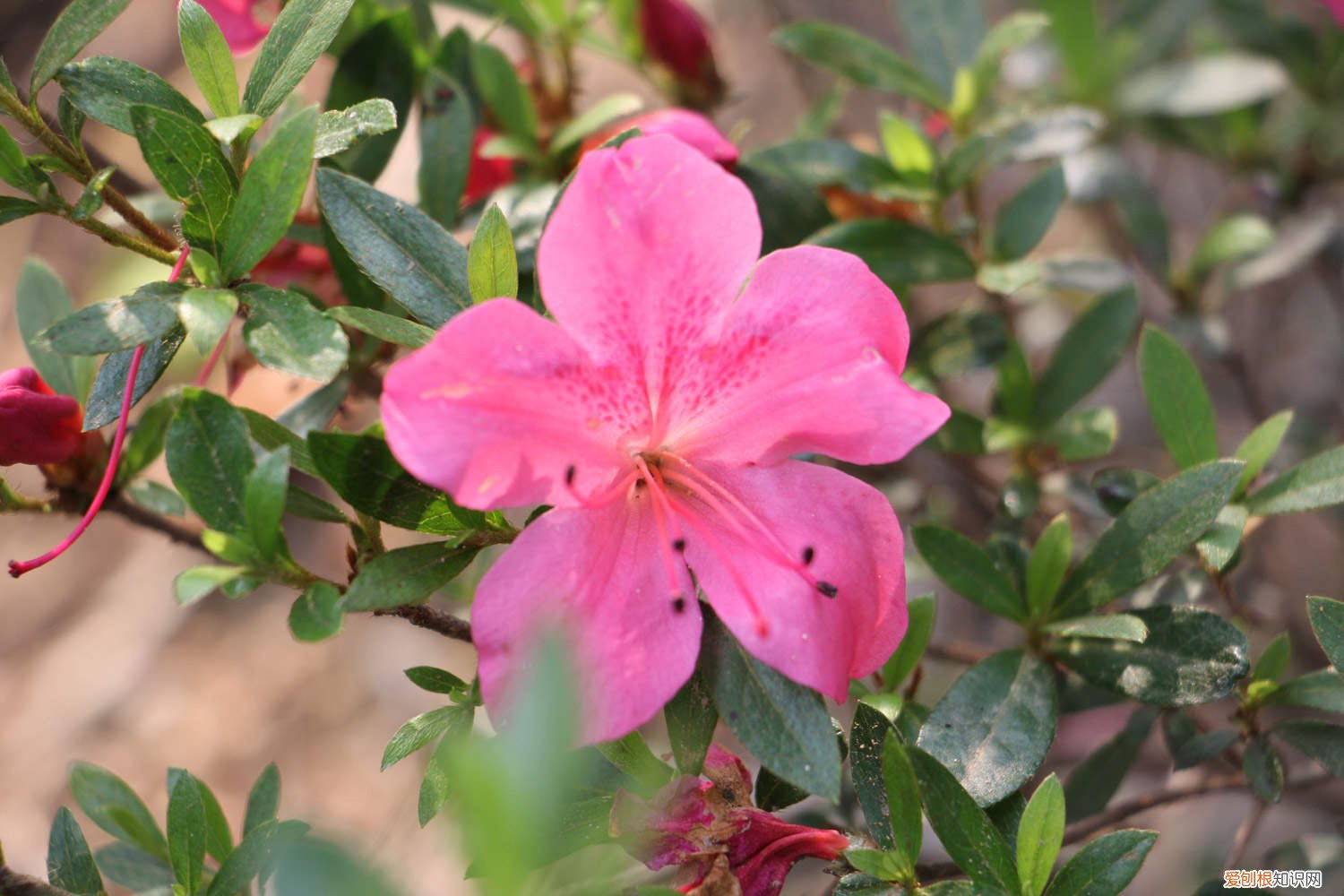 杜鹃花冬天怎么养好 杜鹃花冬天怎么养