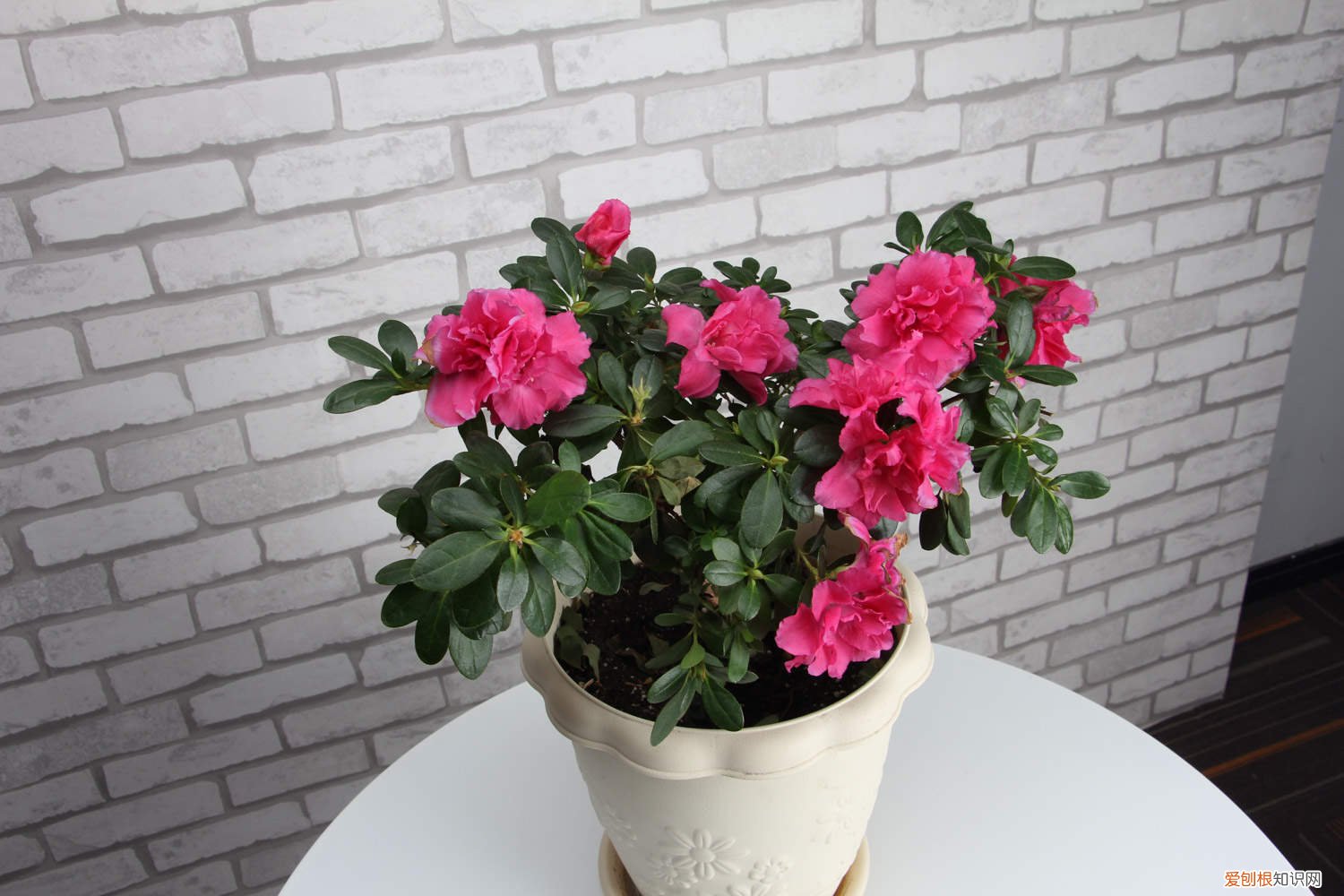 杜鹃花冬天怎么养好 杜鹃花冬天怎么养