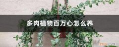 爱心多肉植物怎么养 多肉植物百万心怎么养