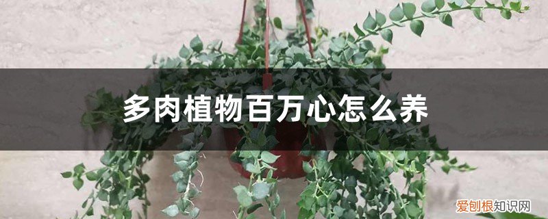 爱心多肉植物怎么养 多肉植物百万心怎么养