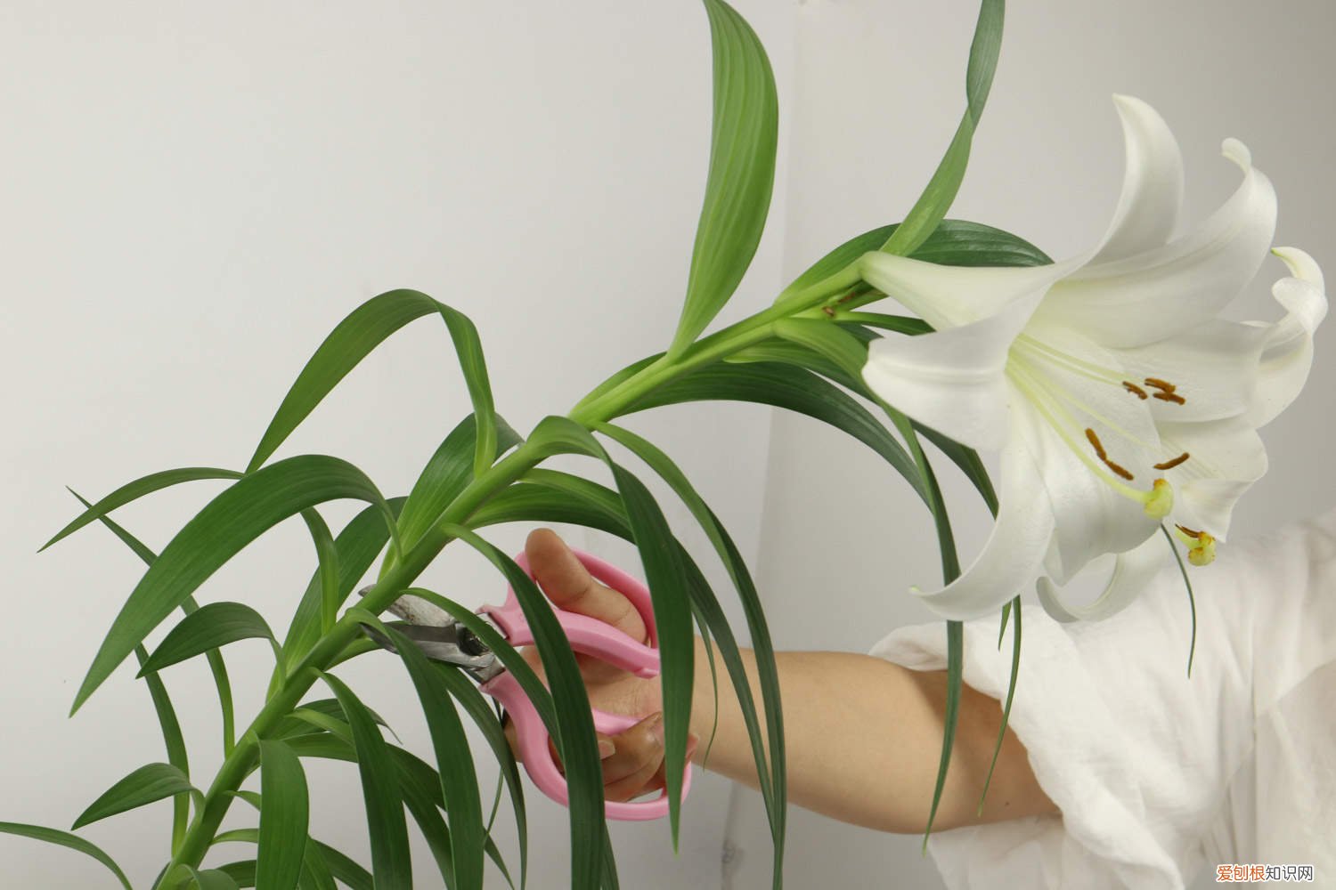 他家的百合一棵开花100朵，铜钱草铺院子当草坪，土豪！