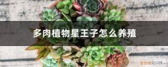 星之王子多肉怎么养 多肉植物星王子怎么养殖