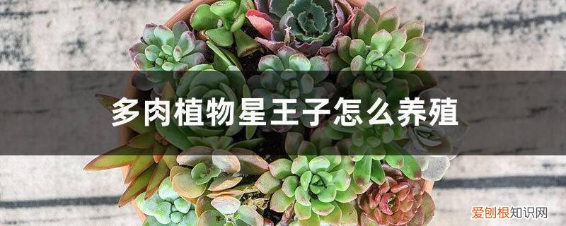 星之王子多肉怎么养 多肉植物星王子怎么养殖