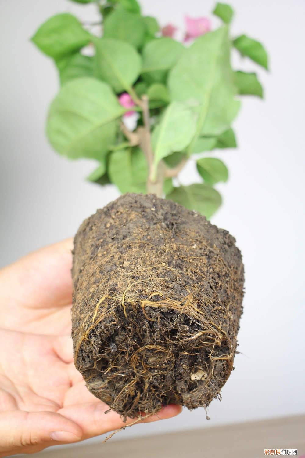三角梅的种植方法三角梅怎么种植 三角梅的种植方法