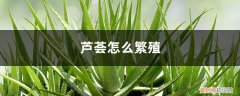 芦荟怎么繁殖方法图解 芦荟怎么繁殖