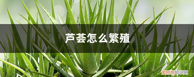 芦荟怎么繁殖方法图解 芦荟怎么繁殖