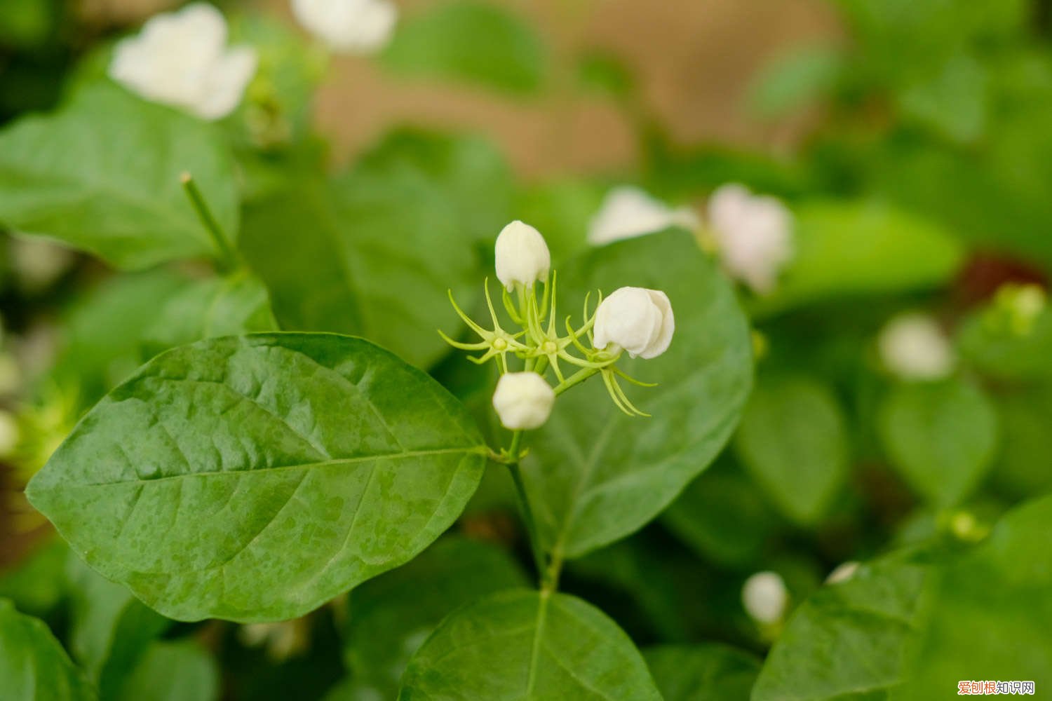 绿萝夏天需要天天喷水吗 绿萝茉莉…夏天这么养，跟打激素一样疯长不停！