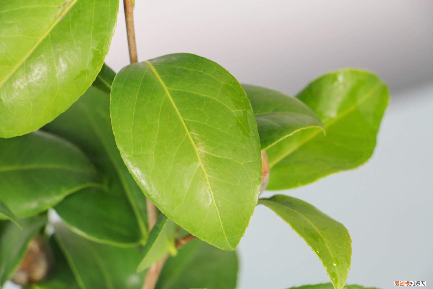 刚买回来的茶花叶子干了怎么办 刚买的茶花怎么处理