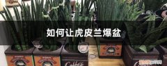 如何让虎皮兰爆盆怎样分盆 如何让虎皮兰爆盆