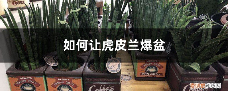 如何让虎皮兰爆盆怎样分盆 如何让虎皮兰爆盆