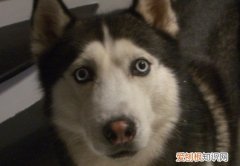 哈士奇的耳朵塌是怎么回事 哈士奇耳朵塌的原因