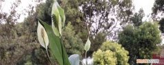 新买回来的白掌怎么栽 新买的白掌怎么养