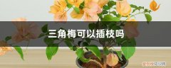 三角梅的插枝方法和注意事项 三角梅可以插枝吗
