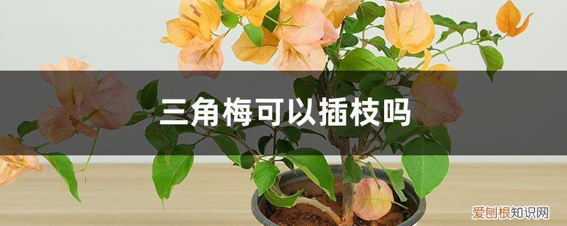 三角梅的插枝方法和注意事项 三角梅可以插枝吗