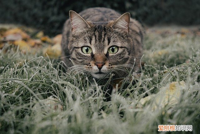 中华田园猫最好看的品种 猫咪排行榜,中华田园猫