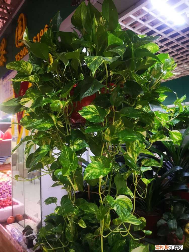 让绿萝叶子变绿最快 夏天绿萝这么养，叶子绿的冒油，立马窜上墙！