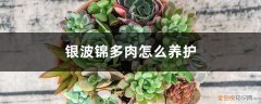 银波锦多肉图片 银波锦多肉怎么养护