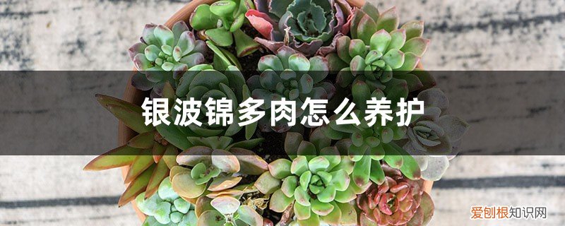 银波锦多肉图片 银波锦多肉怎么养护