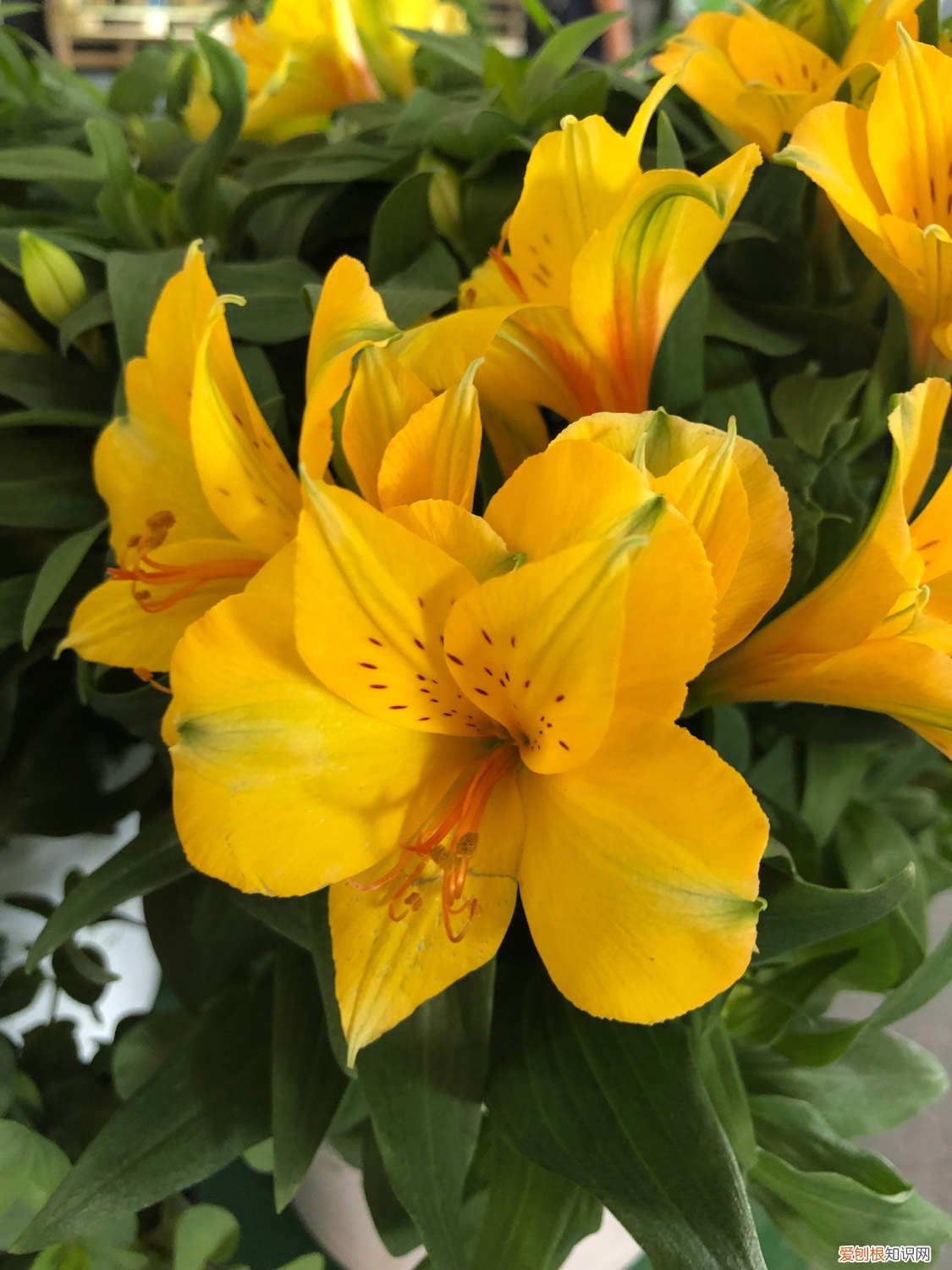 百合花怎么养啊 百合花怎么养才不死