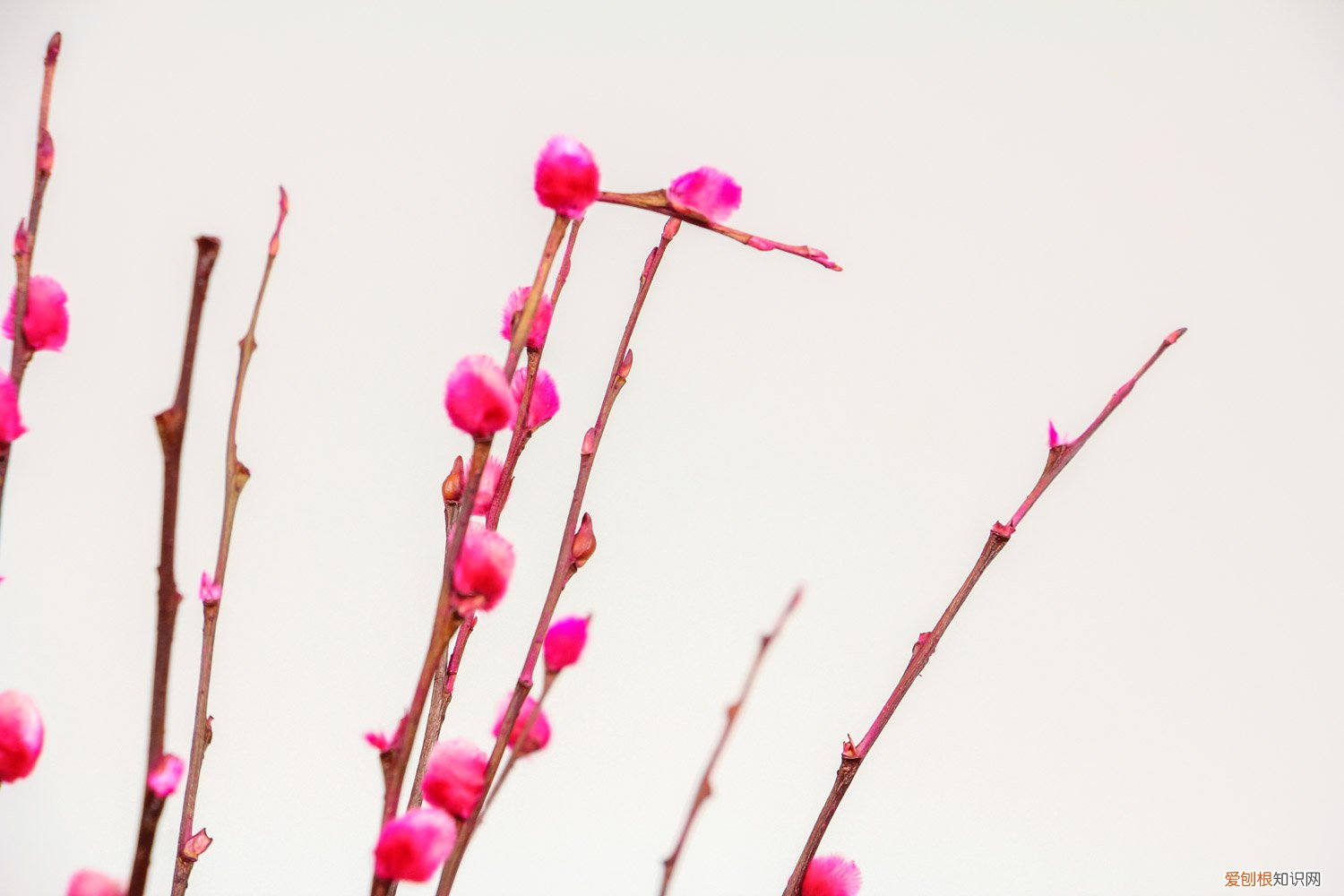 银柳花好养吗 银柳花怎么养