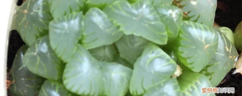 买回来的玉露怎么种 新买的玉露怎么养