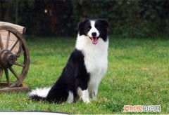边牧几个月开始长长毛 边牧6-7月开始长长毛