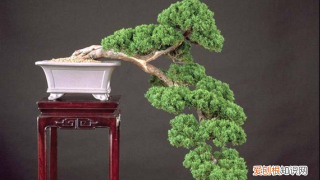 小叶松树盆景怎么养 落叶松盆景怎么养殖
