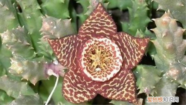 皮皮花怎么养 豹皮花怎么养