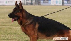 德国牧羊犬会咬人吗 德国牧羊犬是会咬人的