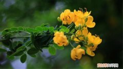 黄花槐养殖方法 黄花槐家里怎么养