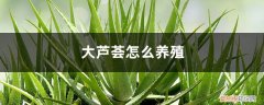 大芦荟怎么养殖的 大芦荟怎么养殖