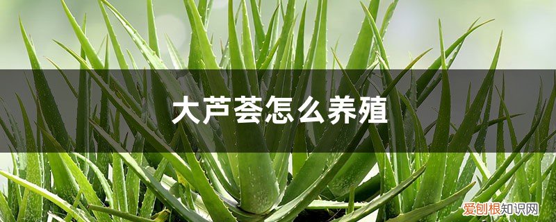 大芦荟怎么养殖的 大芦荟怎么养殖