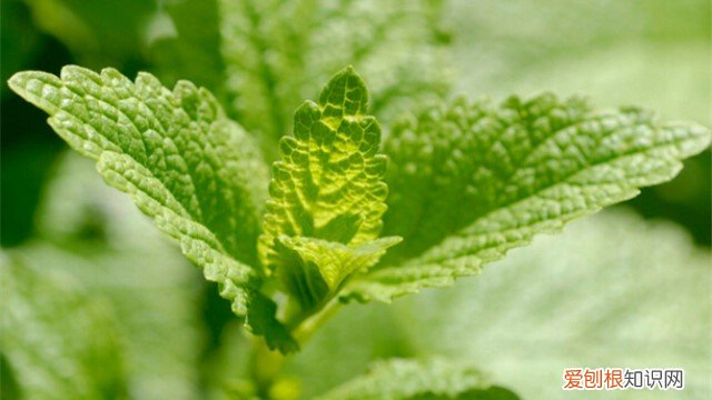 香蜂草养护 香蜂草怎么养
