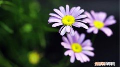 鹅河菊怎么繁殖 鹅河菊怎么养