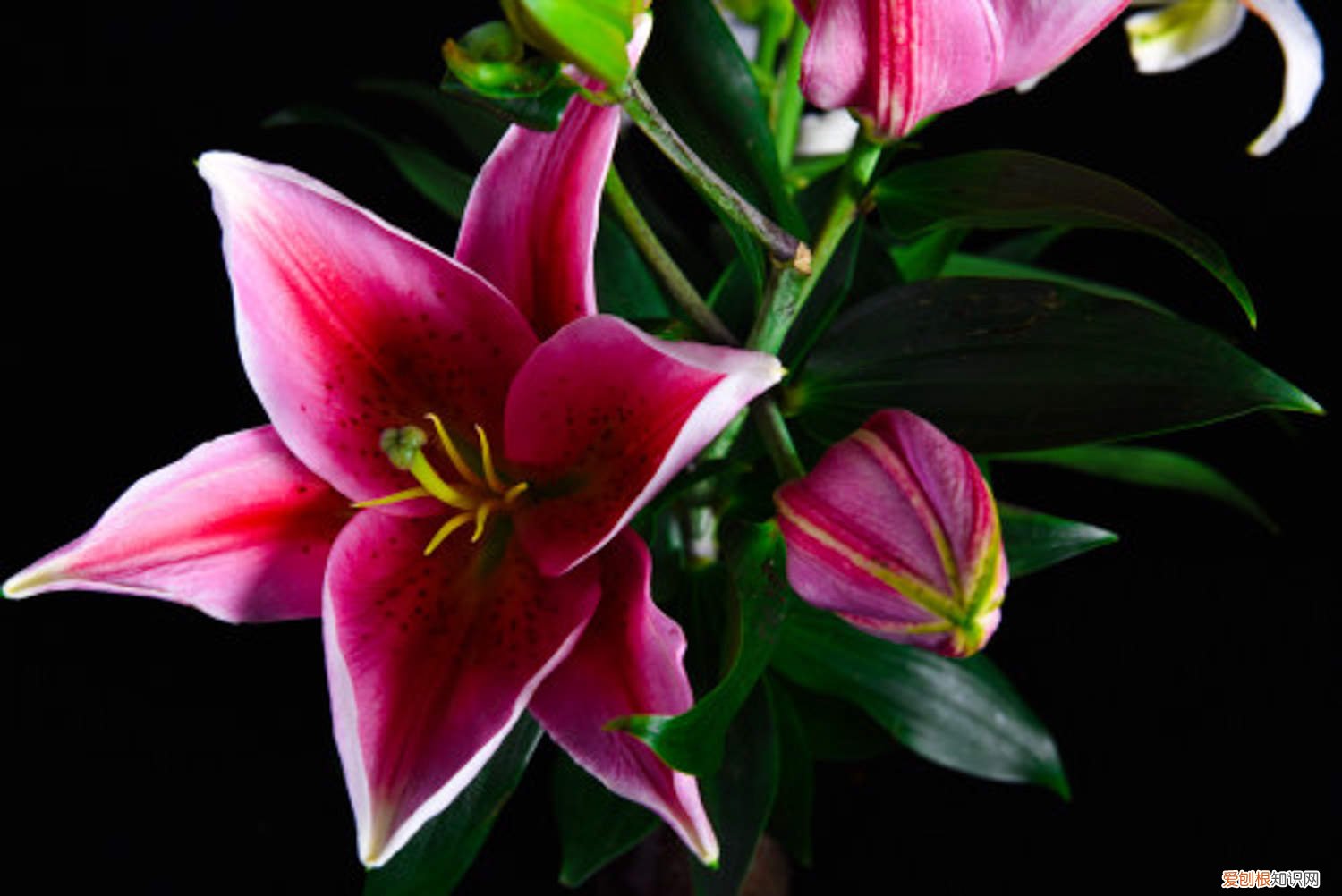 百合花的修剪方法视频教程 百合花的修剪方法