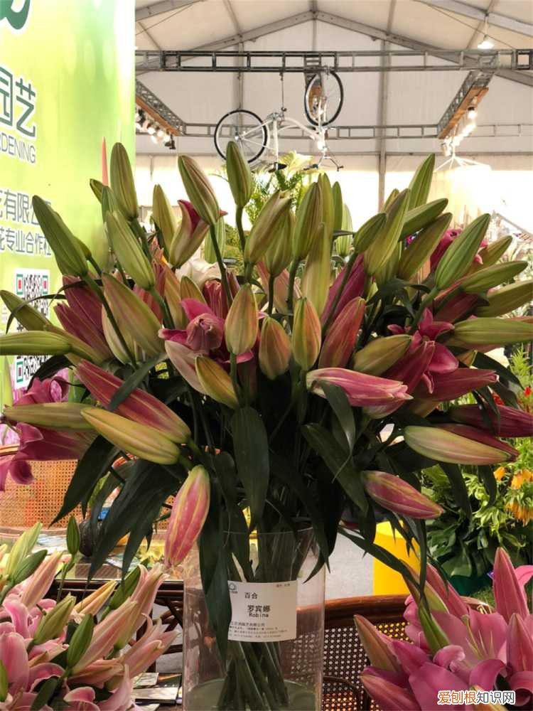 土培百合花开花后怎么处理 百合花开花后怎么处理
