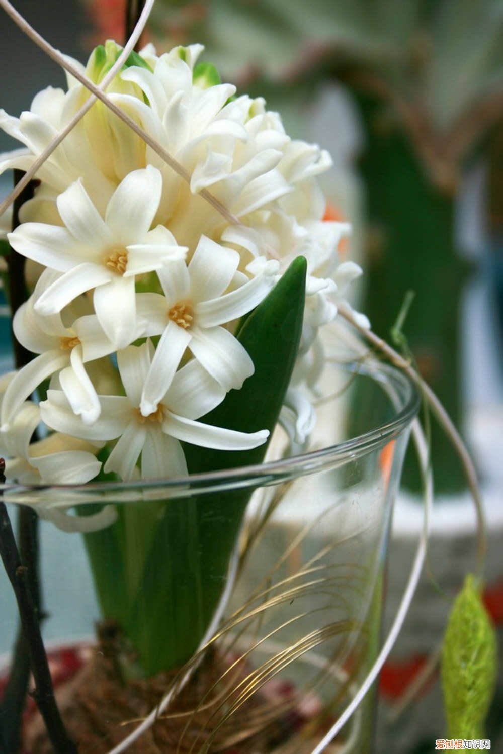 风信子花谢了怎么办 风信子花谢了怎么处理