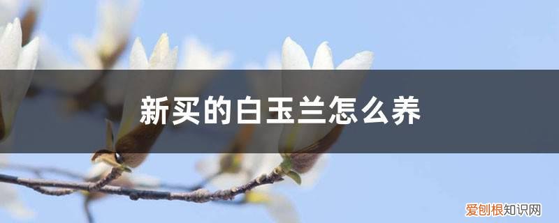 刚买的白玉兰怎么养 新买的白玉兰怎么养