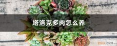 塔洛克多肉植物 塔洛克多肉怎么养
