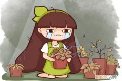花一浇水就掉叶 快住手！叶子一旦变这样，再浇水立马死翘翘！