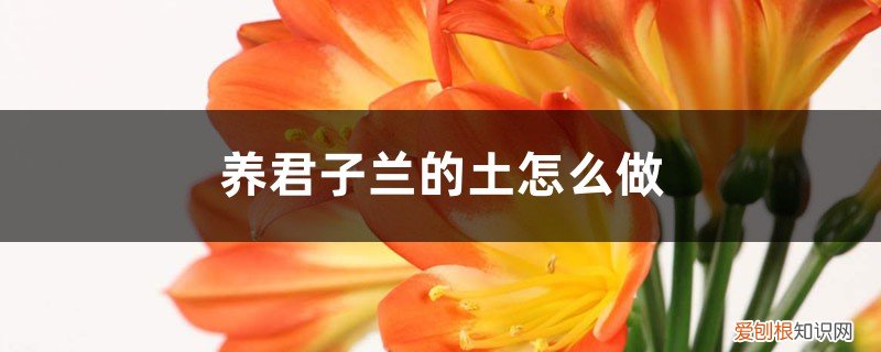 君子兰用田园土怎么养 养君子兰的土怎么做