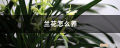 兰花怎么养护与浇水 兰花怎么养