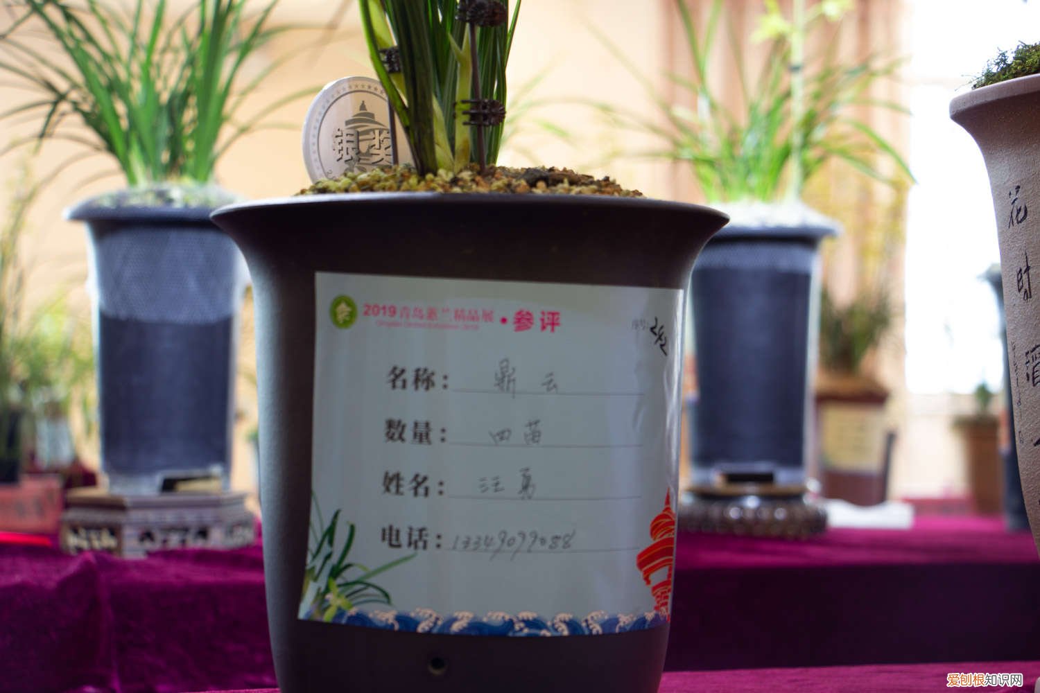 兰花多久浇一次水? 兰花多久浇一次水